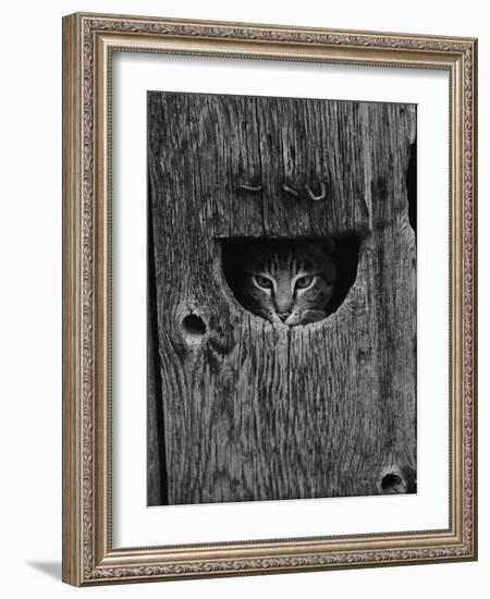 Cat Peeking Out from Barn-Josef Scaylea-Framed Photographic Print