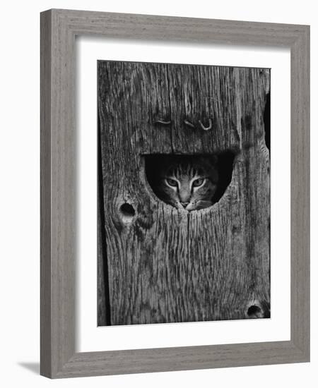 Cat Peeking Out from Barn-Josef Scaylea-Framed Photographic Print