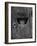 Cat Peeking Out from Barn-Josef Scaylea-Framed Photographic Print