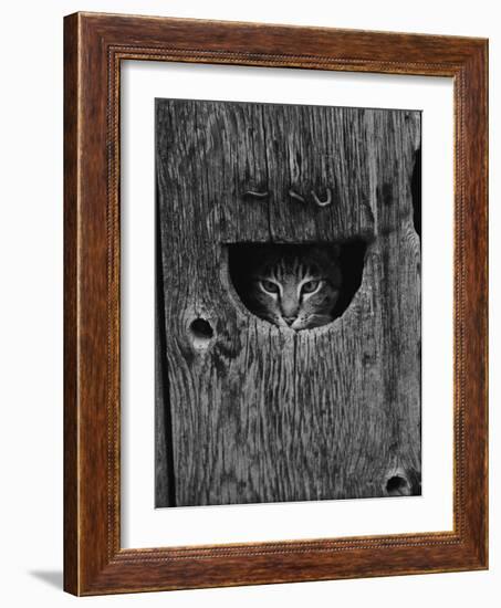 Cat Peeking Out from Barn-Josef Scaylea-Framed Photographic Print