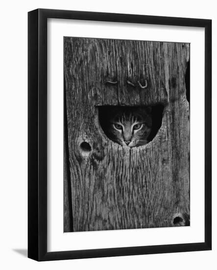 Cat Peeking Out from Barn-Josef Scaylea-Framed Photographic Print