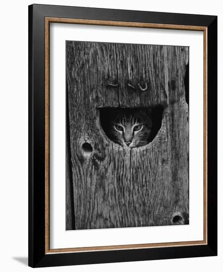 Cat Peeking Out from Barn-Josef Scaylea-Framed Photographic Print