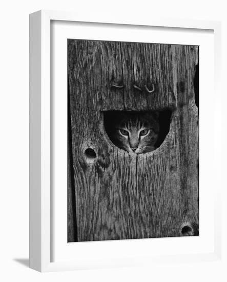 Cat Peeking Out from Barn-Josef Scaylea-Framed Photographic Print