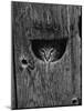 Cat Peeking Out from Barn-Josef Scaylea-Mounted Photographic Print