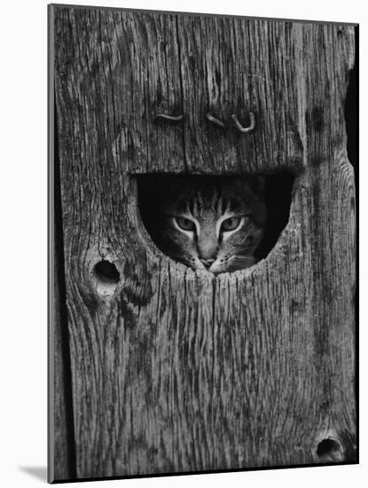 Cat Peeking Out from Barn-Josef Scaylea-Mounted Photographic Print