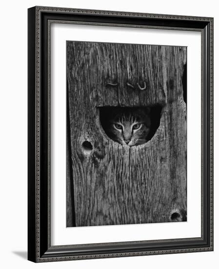 Cat Peeking Out from Barn-Josef Scaylea-Framed Photographic Print