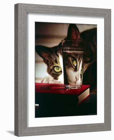 Cat Peering Into Glass Reflects Its Image in Reverse, Creating Perfect Example of Light Refraction-Nina Leen-Framed Photographic Print