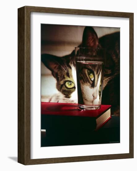 Cat Peering Into Glass Reflects Its Image in Reverse, Creating Perfect Example of Light Refraction-Nina Leen-Framed Photographic Print