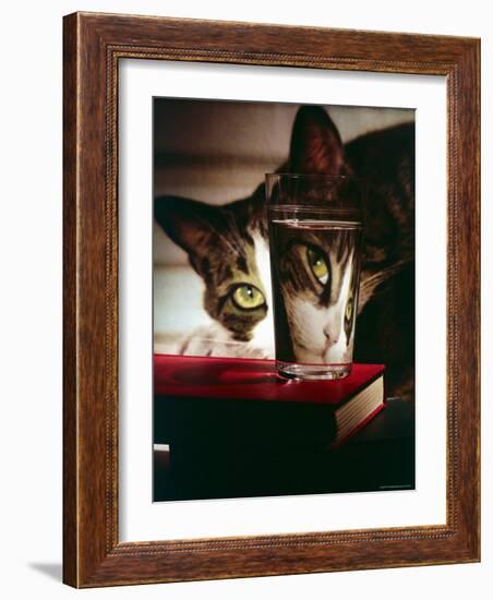 Cat Peering Into Glass Reflects Its Image in Reverse, Creating Perfect Example of Light Refraction-Nina Leen-Framed Photographic Print