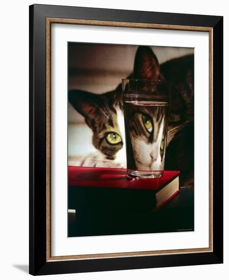 Cat Peering Into Glass Reflects Its Image in Reverse, Creating Perfect Example of Light Refraction-Nina Leen-Framed Photographic Print