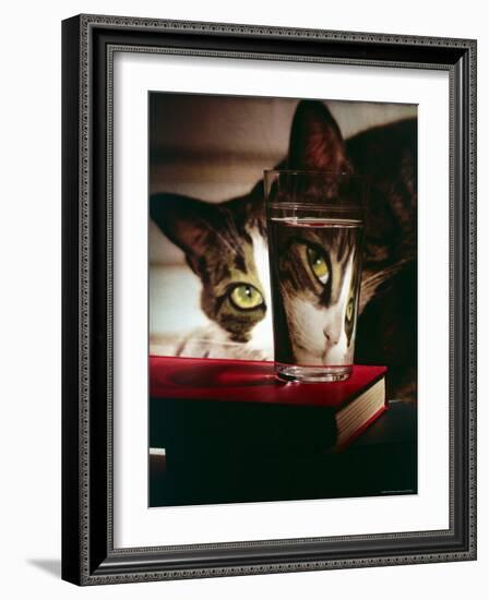 Cat Peering Into Glass Reflects Its Image in Reverse, Creating Perfect Example of Light Refraction-Nina Leen-Framed Photographic Print