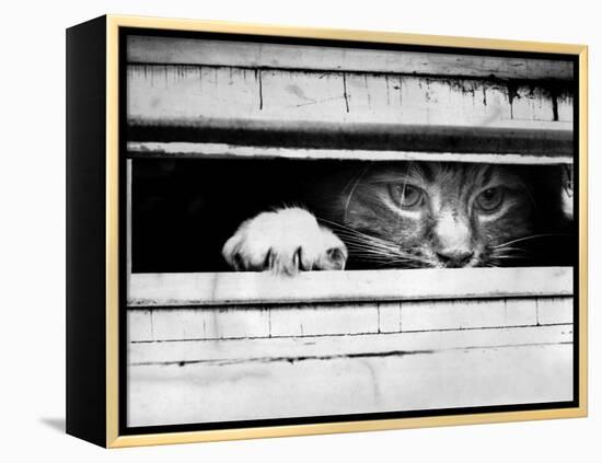 Cat Peers out of Letter Box-null-Framed Premier Image Canvas