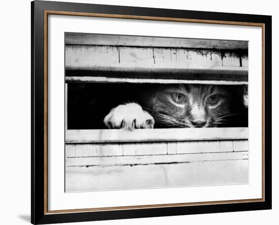 Cat Peers out of Letter Box-null-Framed Photographic Print