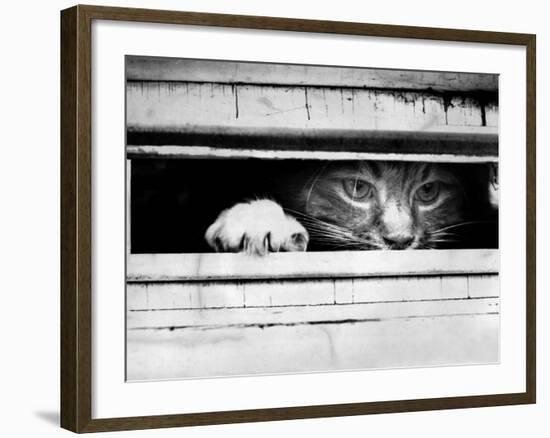 Cat Peers out of Letter Box-null-Framed Photographic Print