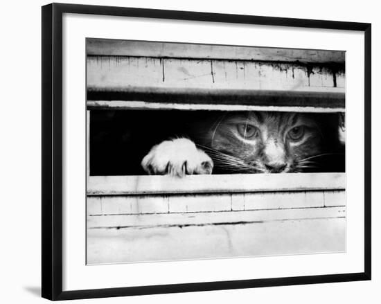 Cat Peers out of Letter Box-null-Framed Photographic Print