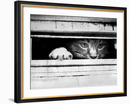 Cat Peers out of Letter Box-null-Framed Photographic Print