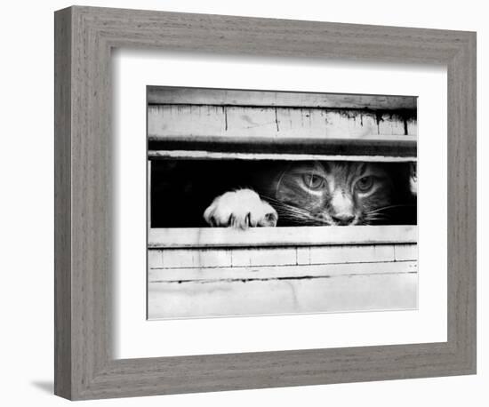 Cat Peers out of Letter Box-null-Framed Photographic Print