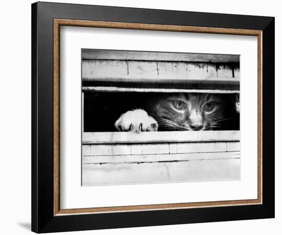 Cat Peers out of Letter Box-null-Framed Photographic Print