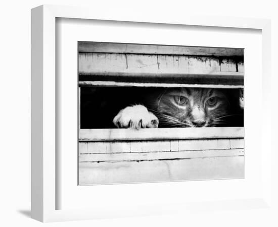 Cat Peers out of Letter Box-null-Framed Photographic Print