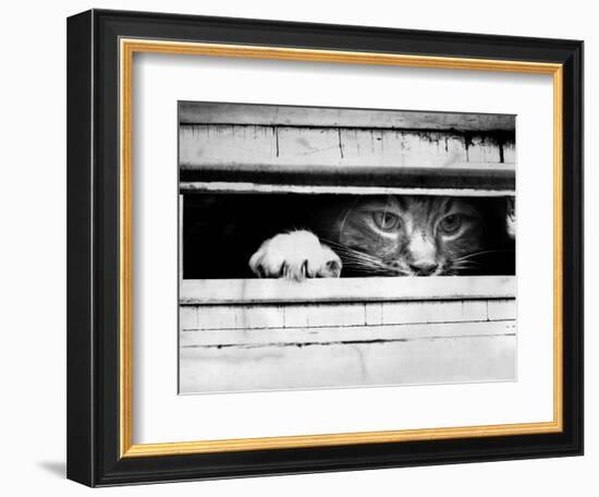 Cat Peers out of Letter Box-null-Framed Photographic Print