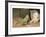 Cat Playing with Parrot-null-Framed Art Print