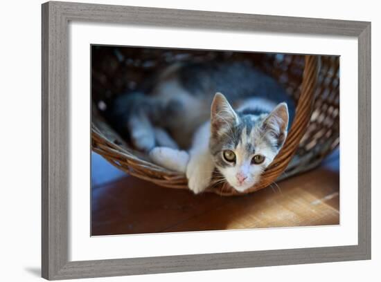 Cat Pretty-Alexey U-Framed Photographic Print