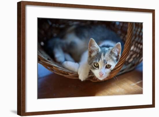 Cat Pretty-Alexey U-Framed Photographic Print