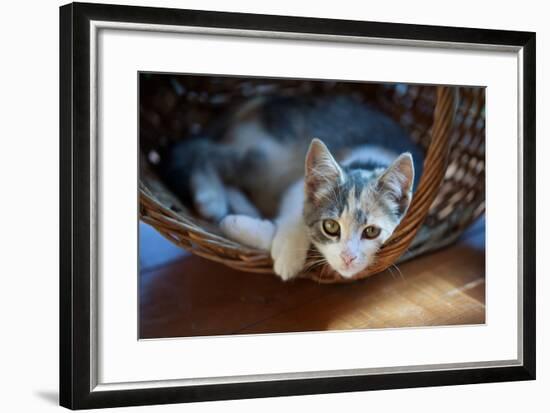 Cat Pretty-Alexey U-Framed Photographic Print