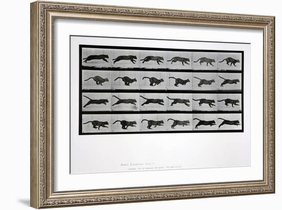 Cat Running, Plate 720 from 'Animal Locomotion', 1887-Eadweard Muybridge-Framed Giclee Print