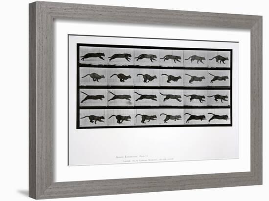 Cat Running, Plate 720 from 'Animal Locomotion', 1887-Eadweard Muybridge-Framed Giclee Print