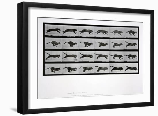 Cat Running, Plate 720 from 'Animal Locomotion', 1887-Eadweard Muybridge-Framed Giclee Print