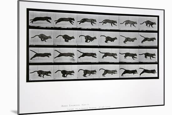 Cat Running, Plate 720 from 'Animal Locomotion', 1887-Eadweard Muybridge-Mounted Giclee Print