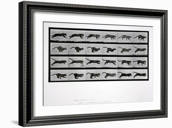 Cat Running, Plate 720 from 'Animal Locomotion', 1887-Eadweard Muybridge-Framed Giclee Print