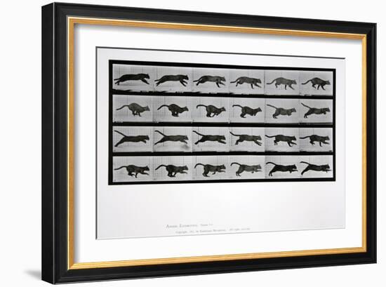 Cat Running, Plate 720 from 'Animal Locomotion', 1887-Eadweard Muybridge-Framed Giclee Print