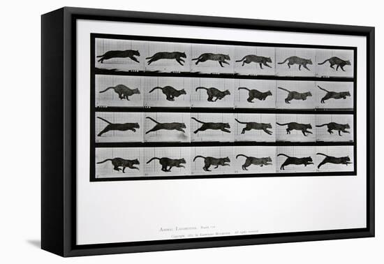 Cat Running, Plate 720 from 'Animal Locomotion', 1887-Eadweard Muybridge-Framed Premier Image Canvas