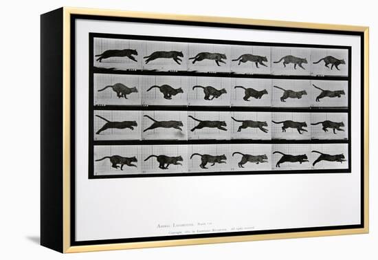 Cat Running, Plate 720 from 'Animal Locomotion', 1887-Eadweard Muybridge-Framed Premier Image Canvas