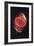 Cat's Eye Nebula-null-Framed Premium Giclee Print