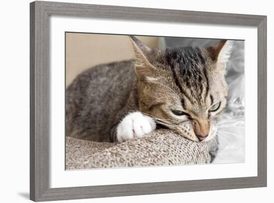 Cat Scratching and Biting.Claws on the Scratching Post-Yimmyphotography-Framed Photographic Print