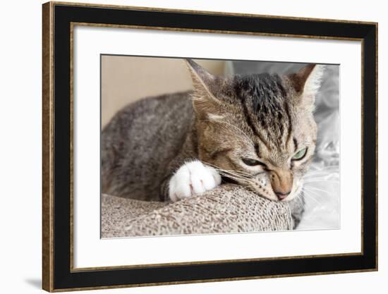 Cat Scratching and Biting.Claws on the Scratching Post-Yimmyphotography-Framed Photographic Print