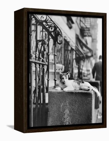 Cat Sitting Atop City Stoop-Bettmann-Framed Premier Image Canvas
