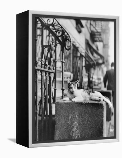 Cat Sitting Atop City Stoop-Bettmann-Framed Premier Image Canvas