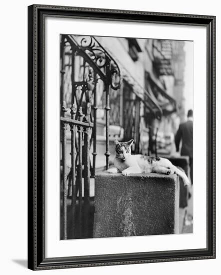 Cat Sitting Atop City Stoop-Bettmann-Framed Photographic Print