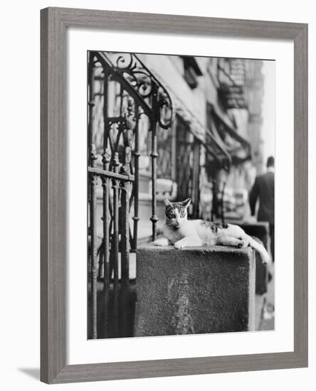 Cat Sitting Atop City Stoop-Bettmann-Framed Photographic Print