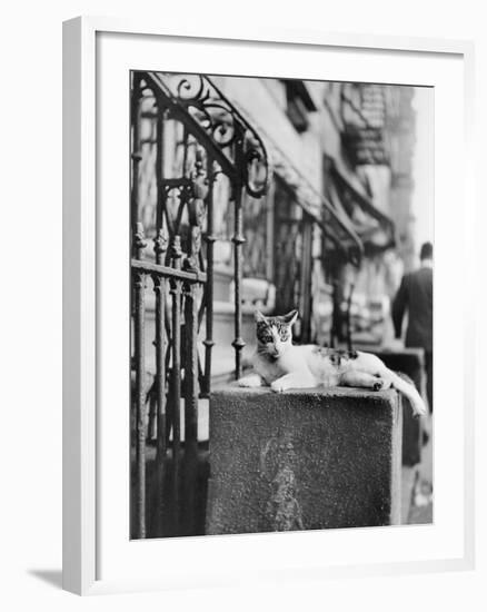 Cat Sitting Atop City Stoop-Bettmann-Framed Photographic Print