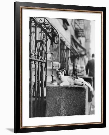 Cat Sitting Atop City Stoop-Bettmann-Framed Photographic Print
