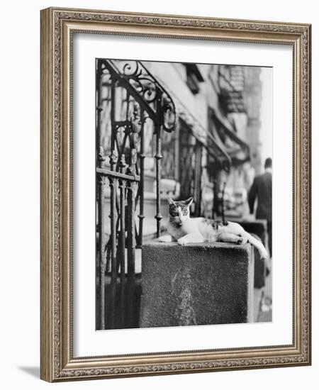 Cat Sitting Atop City Stoop-Bettmann-Framed Photographic Print