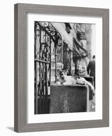 Cat Sitting Atop City Stoop-Bettmann-Framed Photographic Print