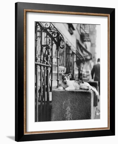 Cat Sitting Atop City Stoop-Bettmann-Framed Photographic Print