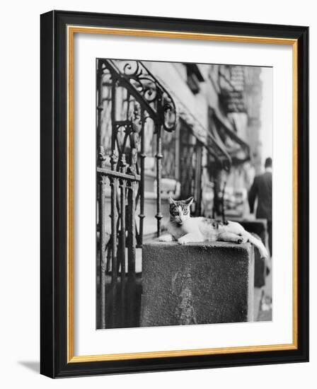 Cat Sitting Atop City Stoop-Bettmann-Framed Photographic Print