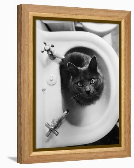 Cat Sitting In Bathroom Sink-Natalie Fobes-Framed Premier Image Canvas